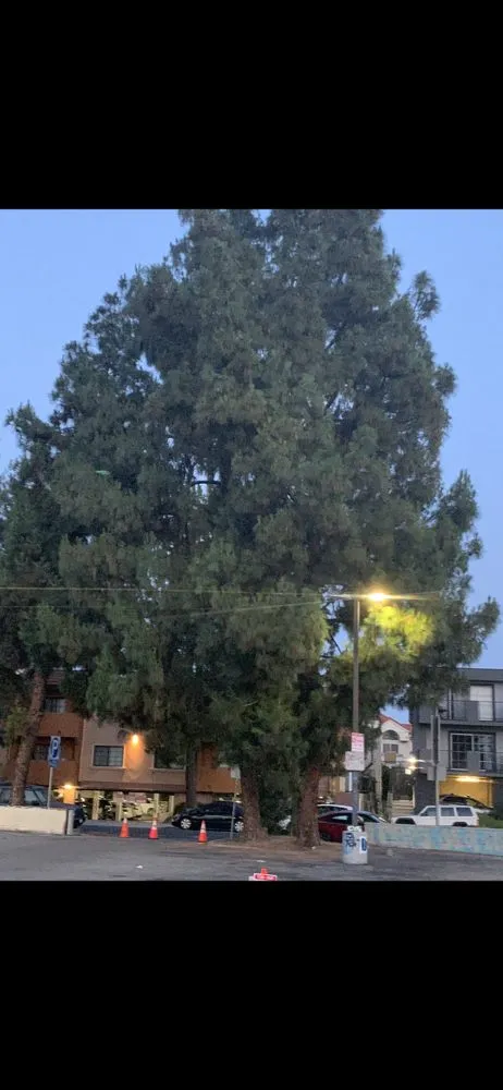 Top-rated landscaping services in Canoga Park, CA - Astorga Landscaping & Tree Care