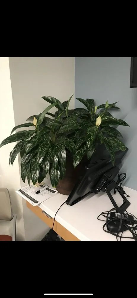 Custom residential landscaping experts serving Canoga Park, CA - Astorga Landscaping & Tree Care