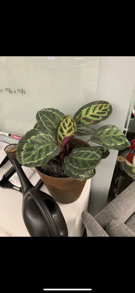 Expert outdoor landscaping for beautiful yards across Canoga Park, CA - Astorga Landscaping & Tree Care