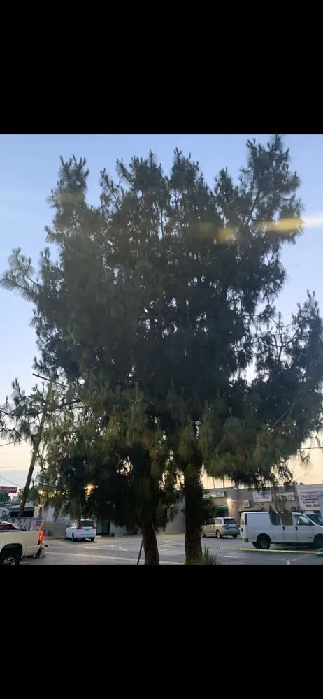 Custom lawn care service in Canoga Park, CA - Astorga Landscaping & Tree Care