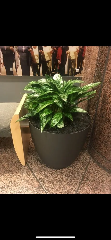 Local garden landscaping for outdoor upgrades across Canoga Park, CA - Astorga Landscaping & Tree Care