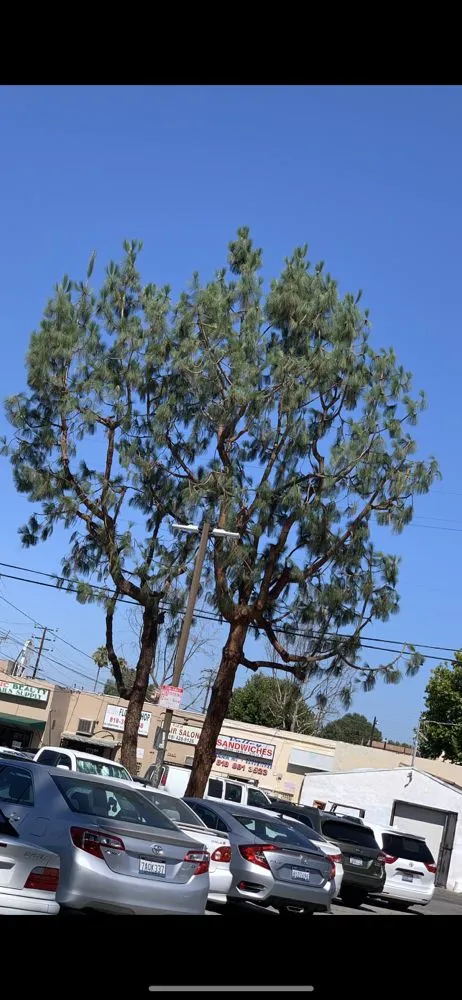 Custom yard maintenance in Canoga Park, CA by Astorga Landscaping & Tree Care