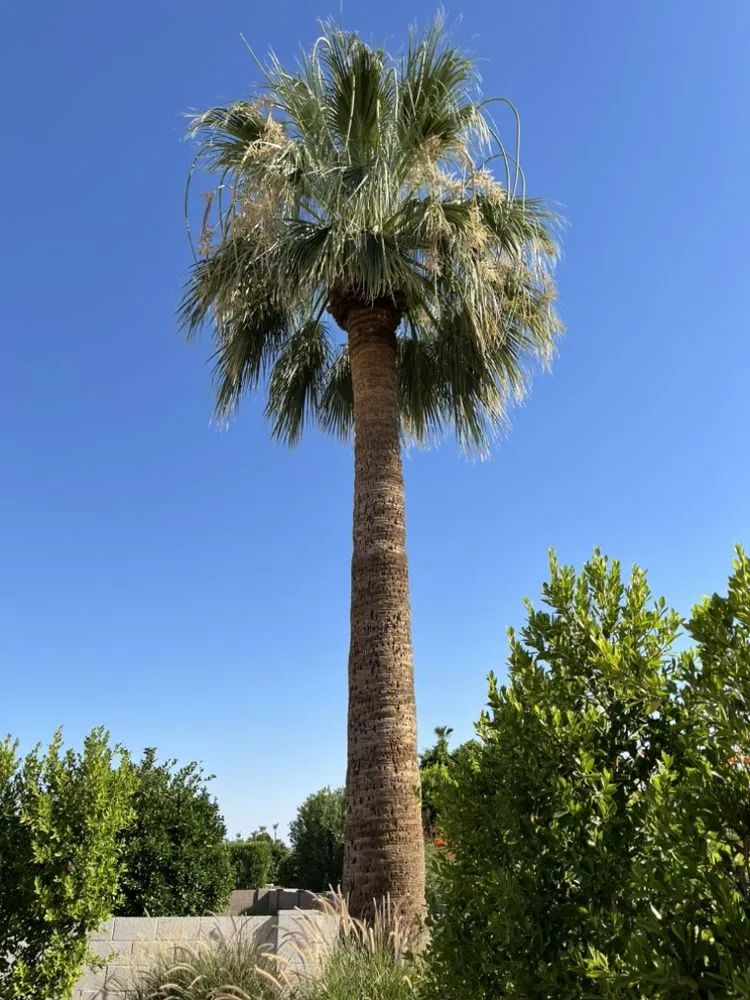 Expert landscape installation in Chandler, AZ - Astro Landscaping