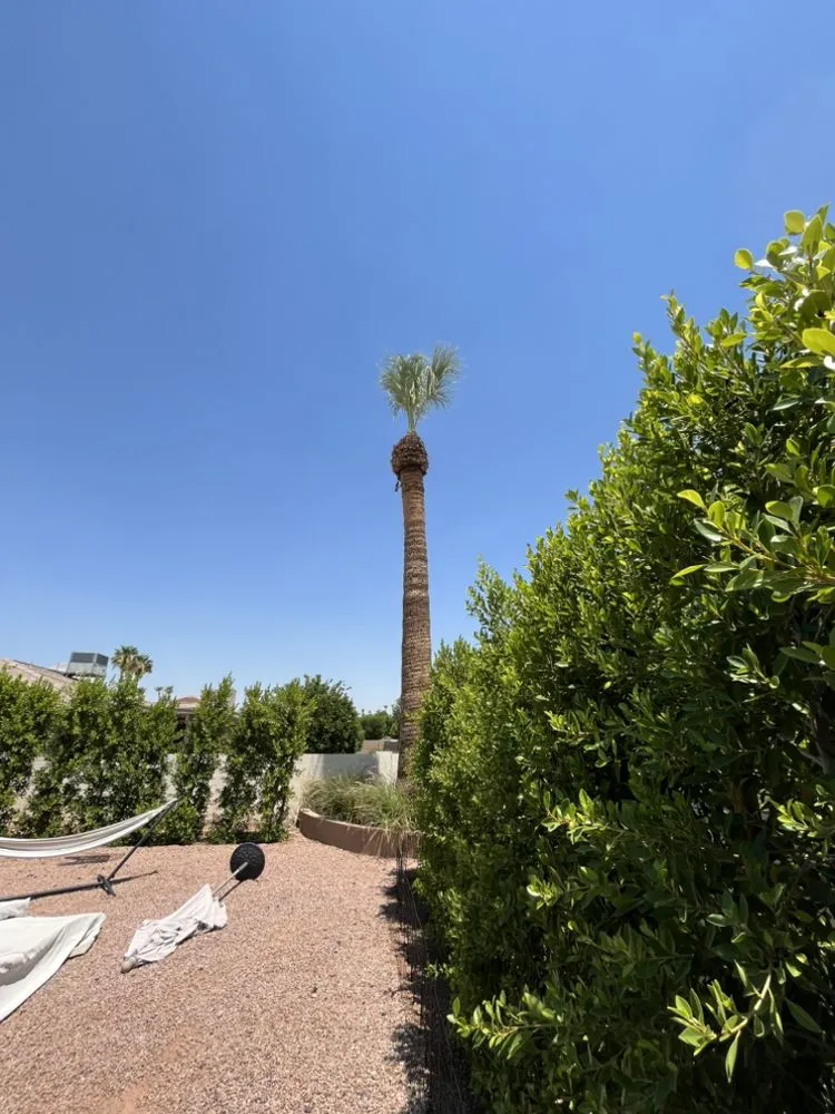 Professional yard cleanup service near you in Chandler, AZ by Astro Landscaping