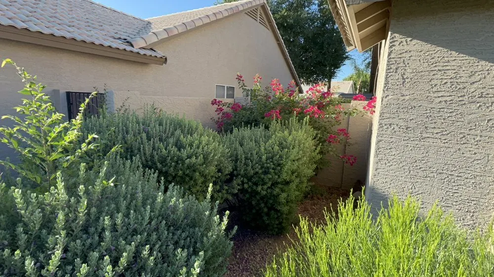 Local landscape installation in Chandler, AZ - Astro Landscaping