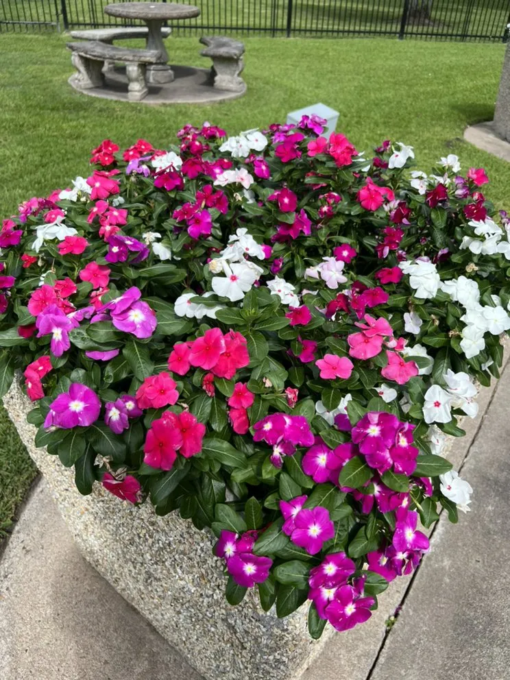 Affordable landscape installation for outdoor upgrades in Houston, TX by Astro lawn scape services