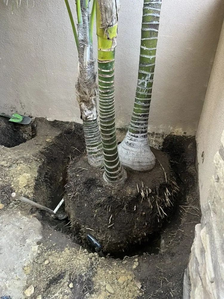 Reliable yard maintenance in Santa Ana, CA by Astro’s Landscaping