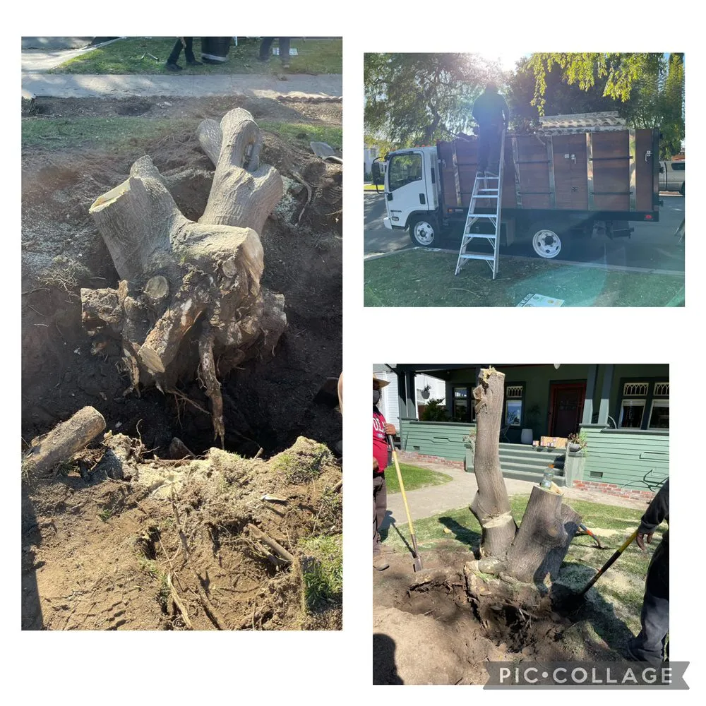 Reliable lawn care service in Santa Ana, CA by Astro’s Landscaping