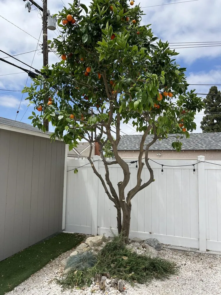 Trusted landscaping services in Santa Ana, CA - Astro’s Landscaping