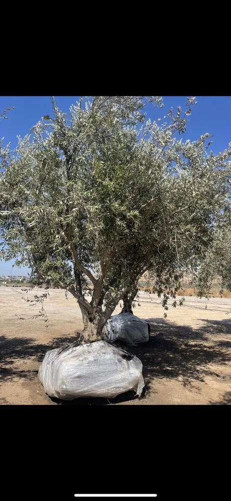 Affordable lawn mowing service for year-round maintenance in Santa Ana, CA by Astro’s Landscaping