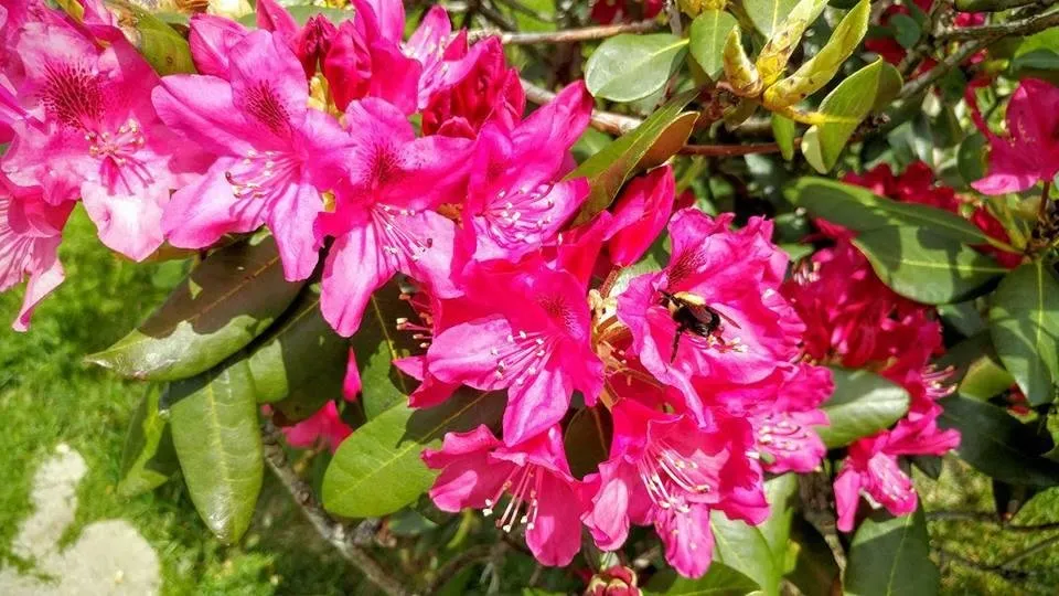 Custom yard maintenance in Westlake, OH - Asturi Landscape Group