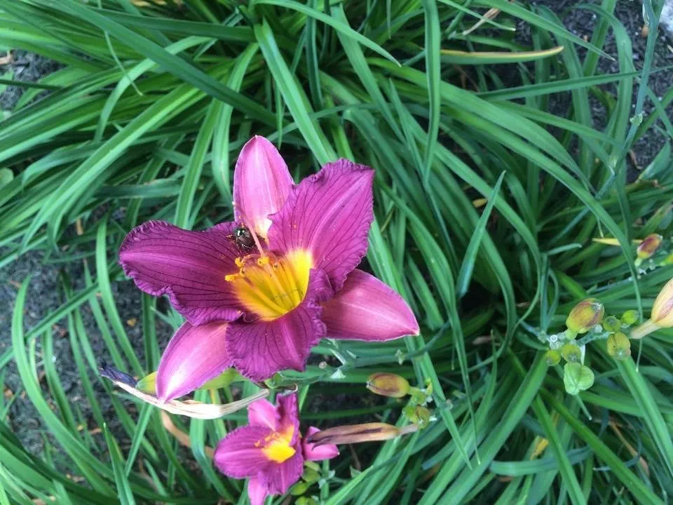 Affordable yard maintenance experts serving Westlake, OH - Asturi Landscape Group