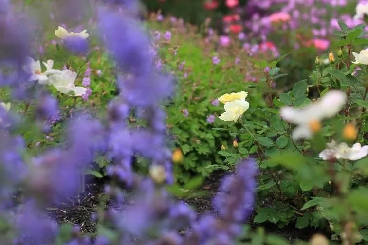 Professional garden landscaping in Westlake, OH by Asturi Landscape Group