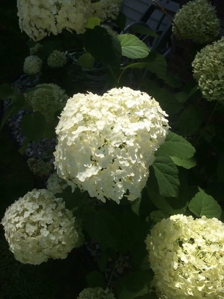 Top-rated garden landscaping near you across Westlake, OH - Asturi Landscape Group