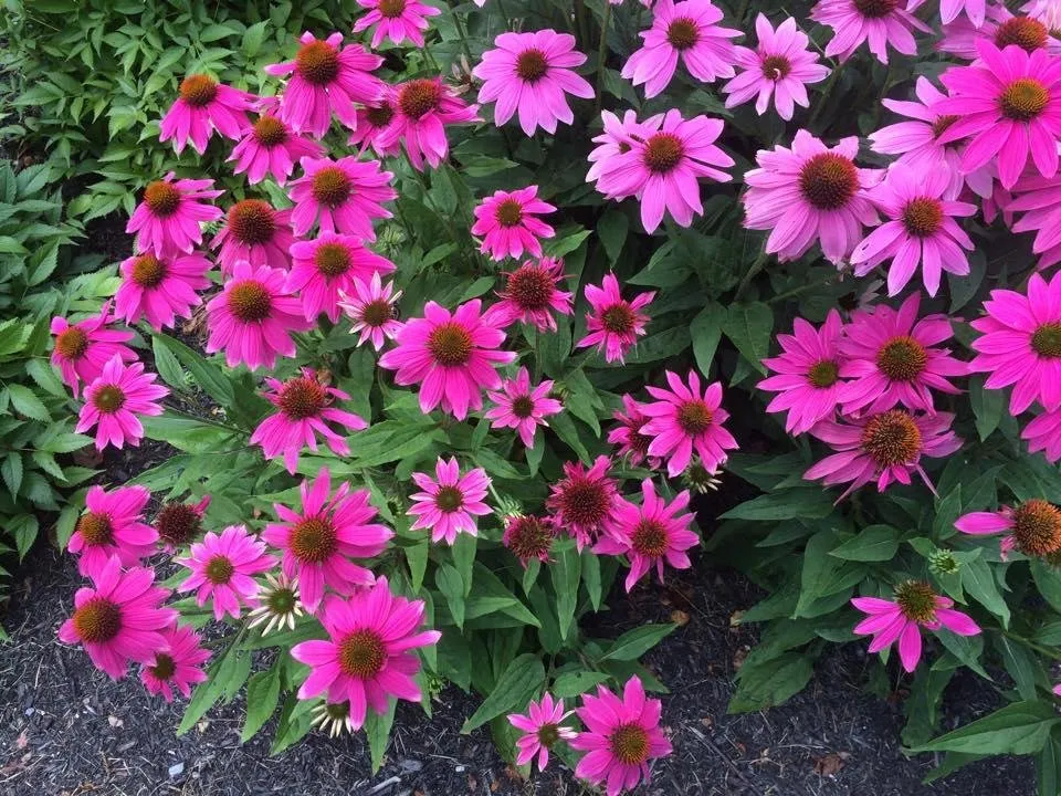 Top-rated landscape installation for year-round maintenance in Westlake, OH by Asturi Landscape Group