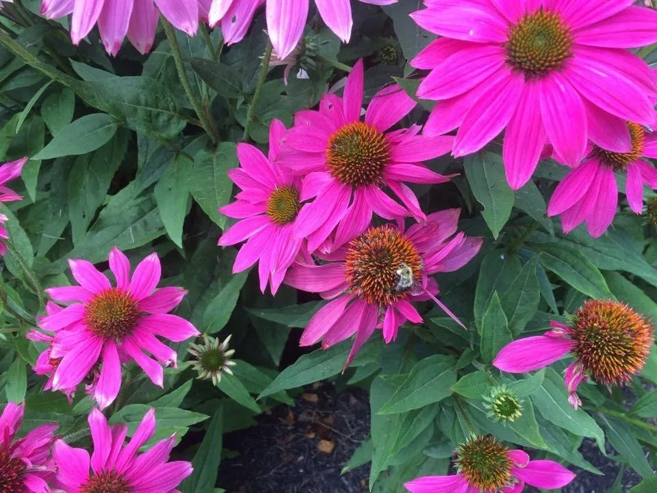 Reliable residential landscaping for residential properties across Westlake, OH - Asturi Landscape Group