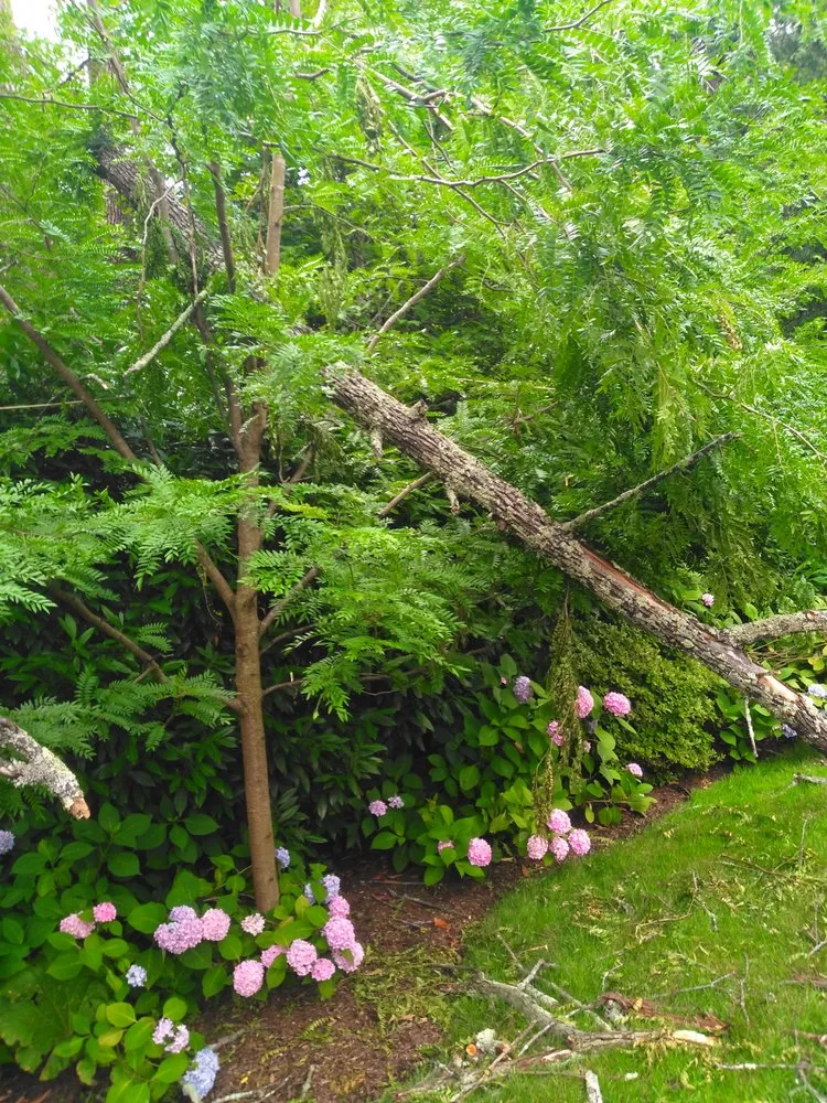 Affordable landscaping services near you in Orange, NJ by At & L Strategic