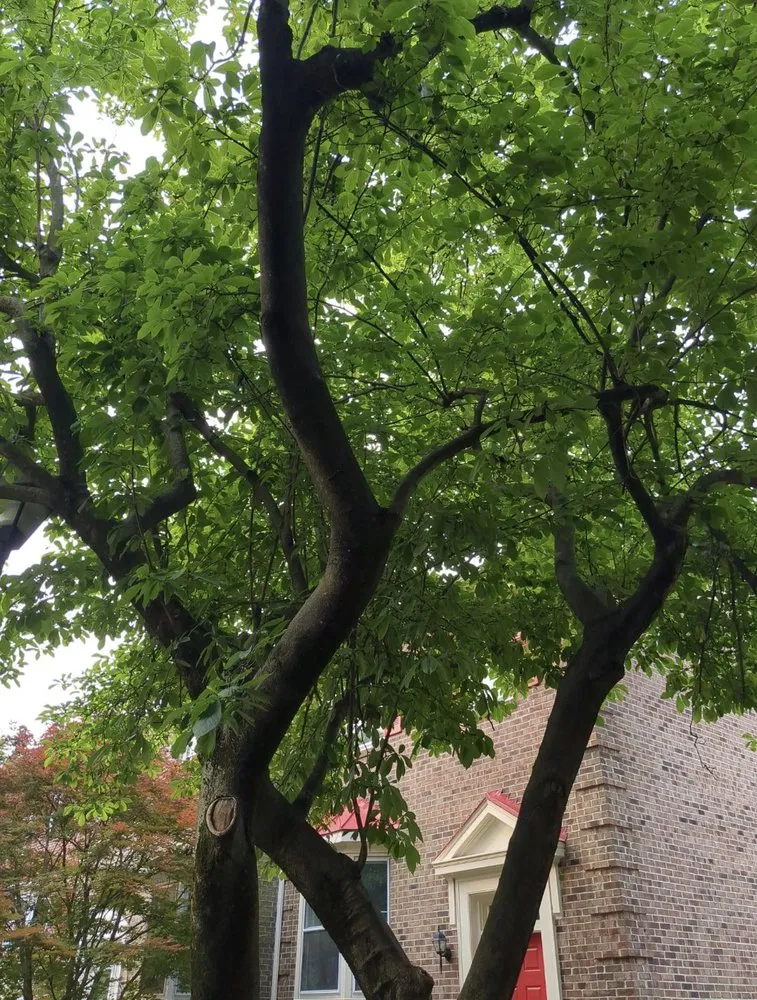 Trusted lawn mowing service for residential properties in Lorton, VA by AT General Contracting Services