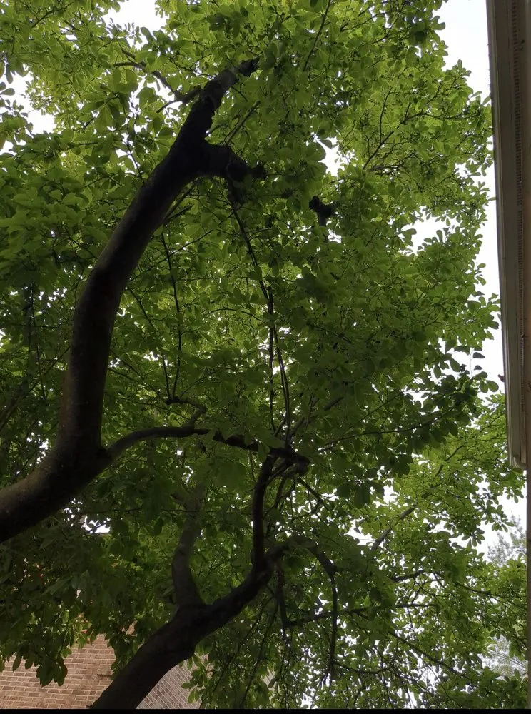 Expert landscaping services in Lorton, VA - AT General Contracting Services