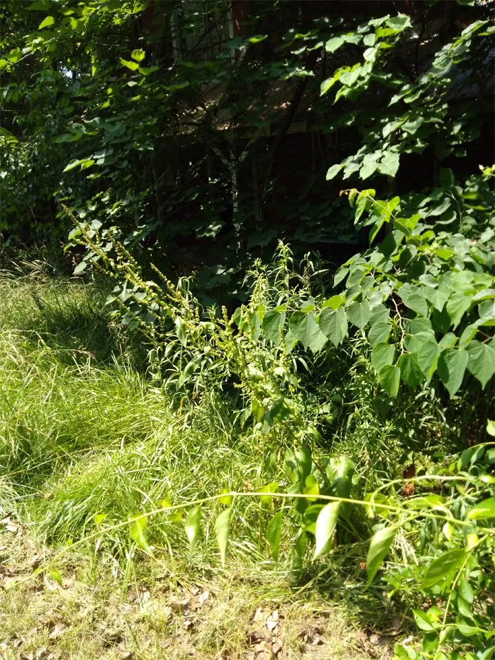 Affordable landscaping services near you across Joplin, MO - At Home Services