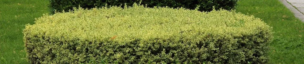 Trusted lawn care service in Joplin, MO - At Home Services