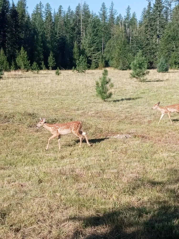 Custom landscape installation experts serving Creston, MT - At Nature's Edge Landscaping