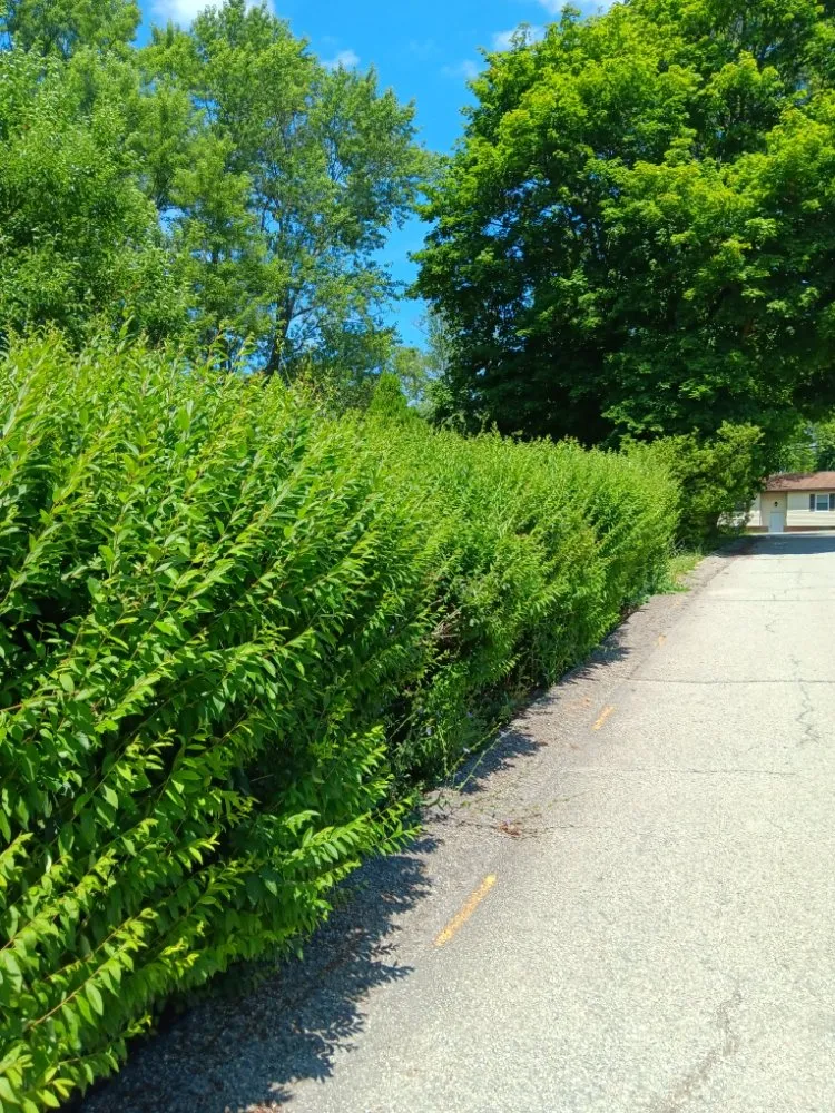 Local residential landscaping for homes across Eighty Four, PA - At Your Door Chores