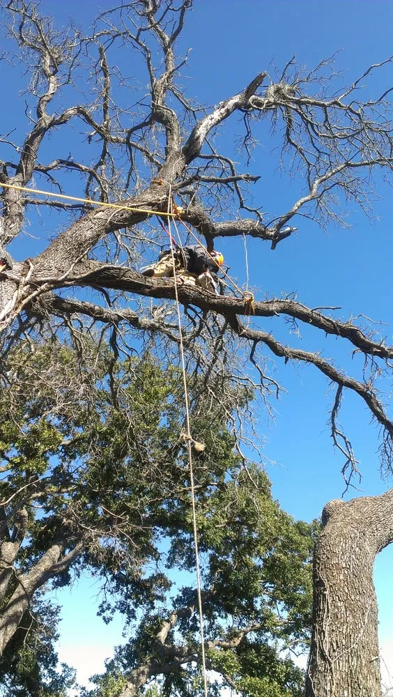 Reliable yard maintenance in Fort Worth, TX by At Your Request Landscaping and Tree Service