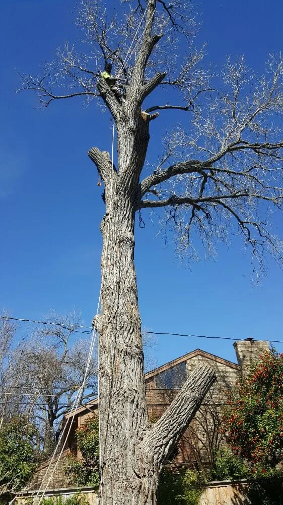 Custom landscaping services experts serving Fort Worth, TX - At Your Request Landscaping and Tree Service