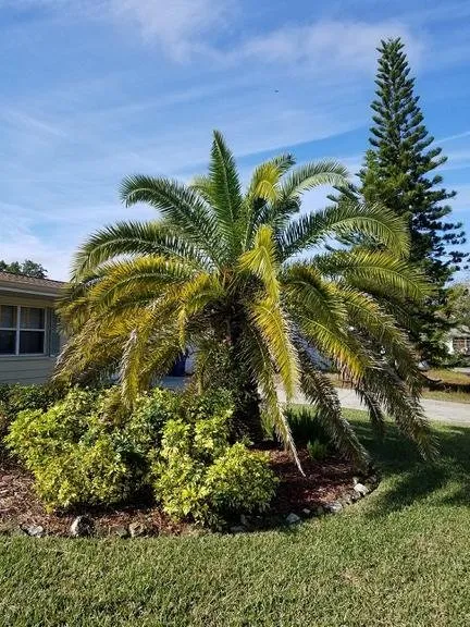 Expert garden landscaping experts serving Palm Harbor, FL - At Your Tree Service