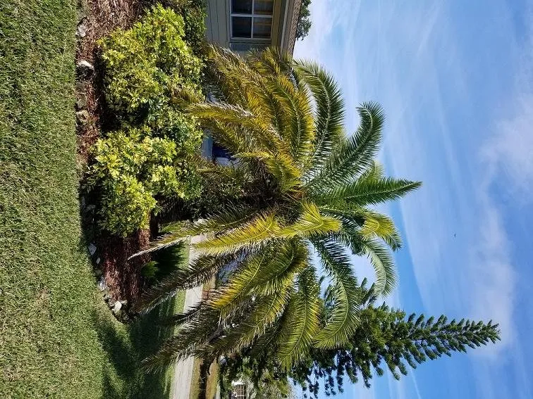Expert yard cleanup service with custom design across Palm Harbor, FL - At Your Tree Service
