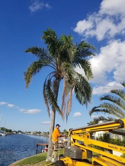 Professional outdoor landscaping in Palm Harbor, FL by At Your Tree Service