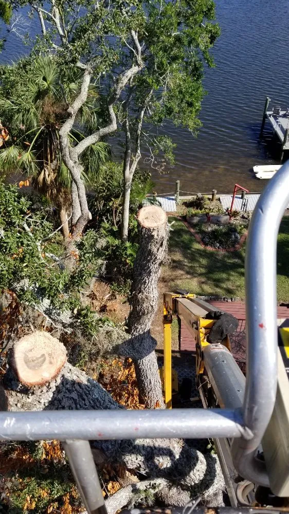 Top-rated residential landscaping in Palm Harbor, FL by At Your Tree Service