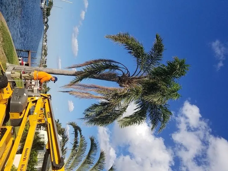 Expert yard cleanup service experts serving Palm Harbor, FL - At Your Tree Service