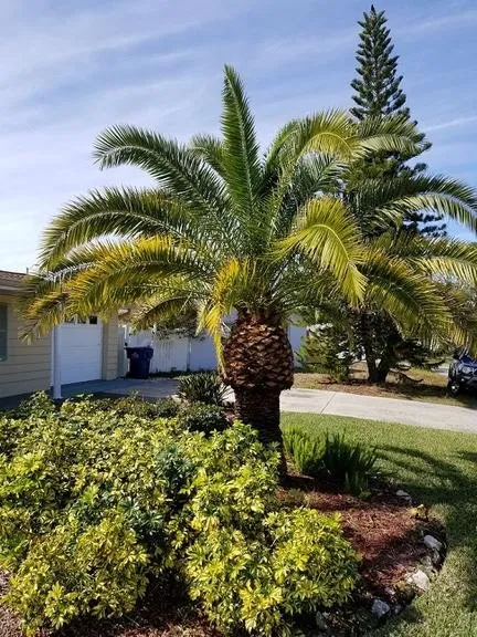 Affordable lawn care service in Palm Harbor, FL by At Your Tree Service