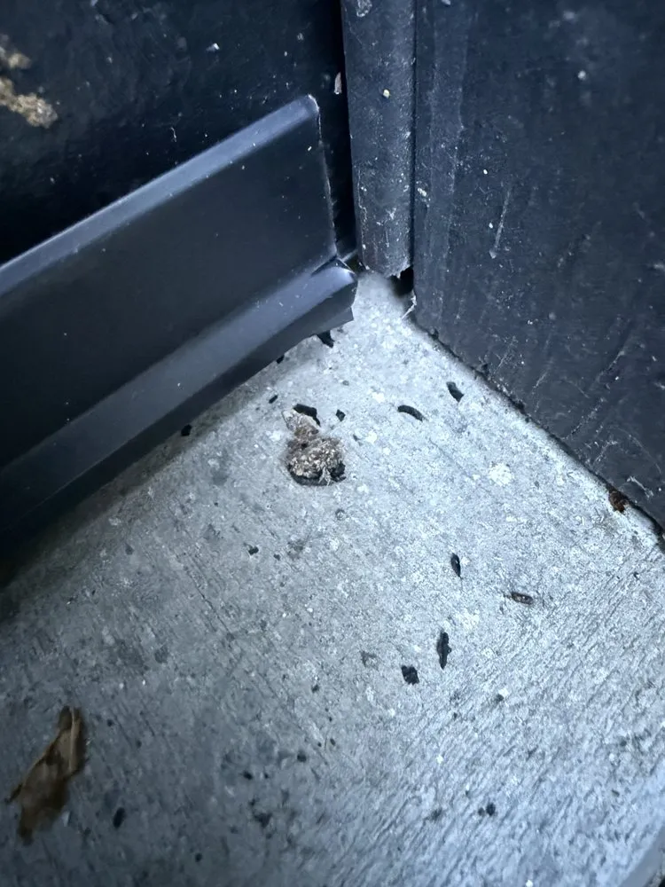 Professional yard cleanup service for year-round maintenance in Novato, CA by ATCO Pest Control