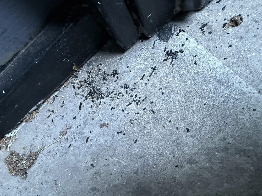 Top-rated yard cleanup service for year-round maintenance across Novato, CA - ATCO Pest Control