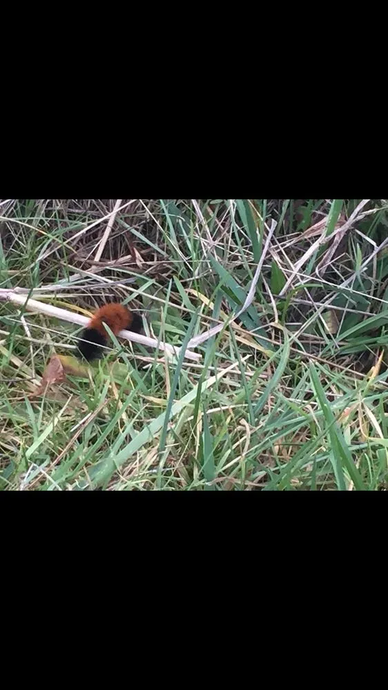 Affordable landscaping services in Petaluma, CA by ATCO Pest Control