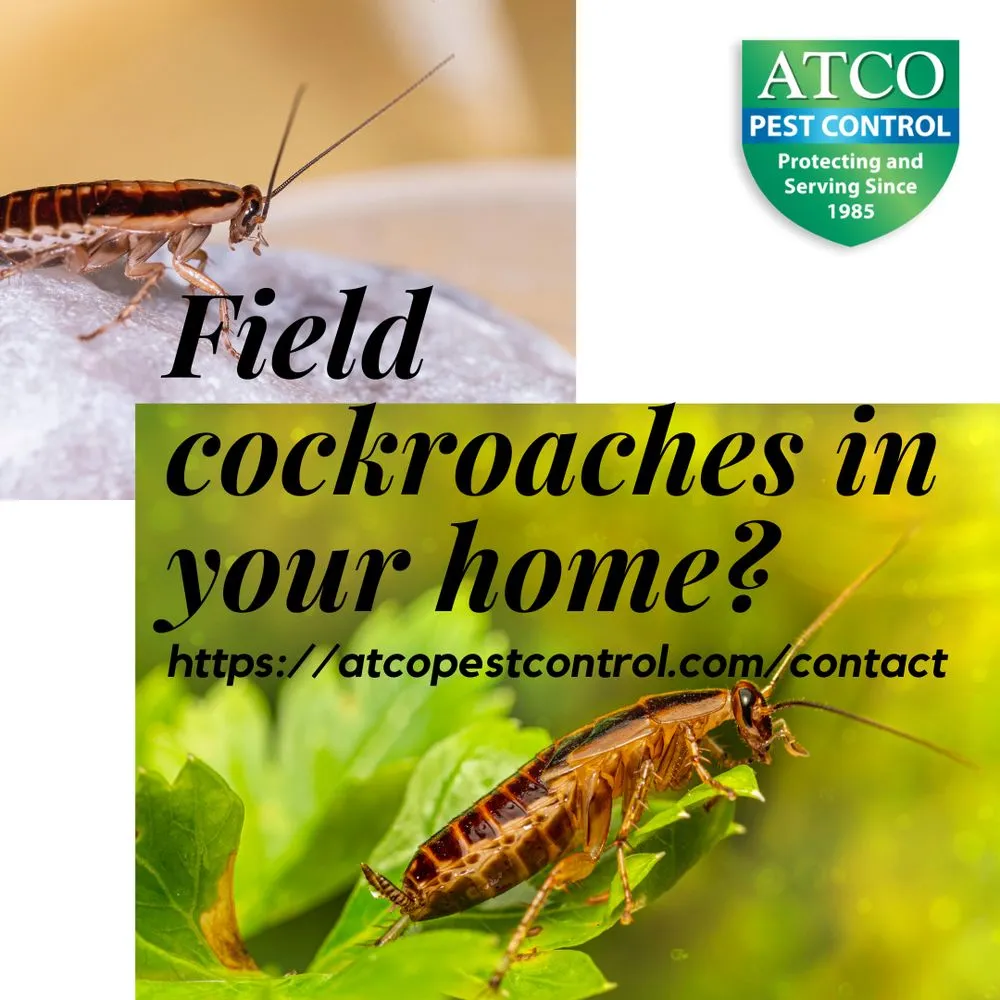 Affordable yard maintenance with custom design in Petaluma, CA by ATCO Pest Control