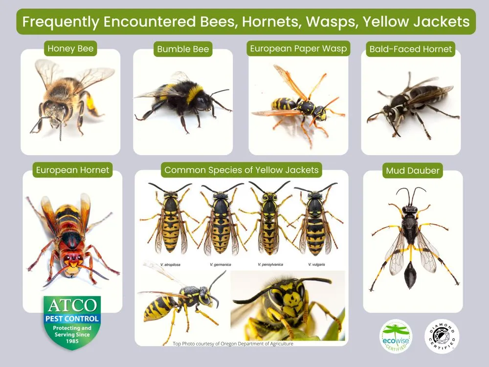 Local landscaping services with custom design in Petaluma, CA by ATCO Pest Control