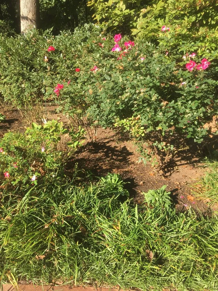 Professional yard cleanup service for year-round maintenance in Olney, MD by ATD Landscaping