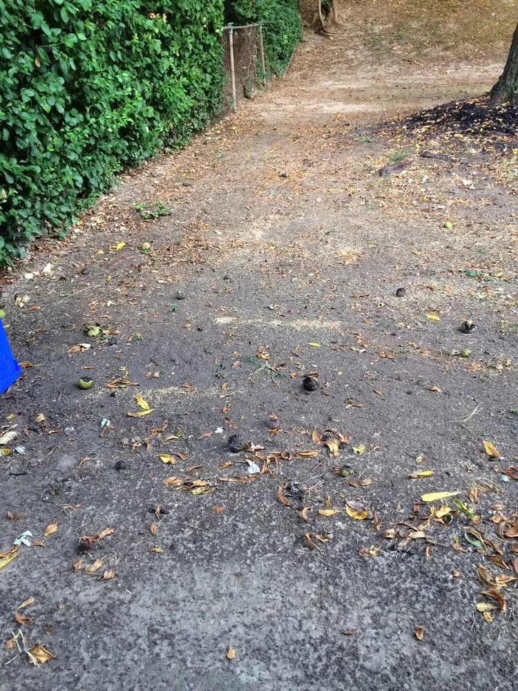 Professional landscape design in Olney, MD by ATD Landscaping