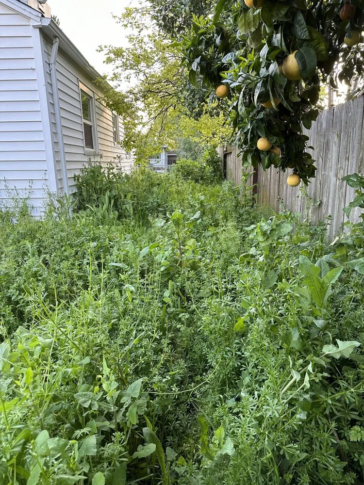 Expert lawn mowing service experts serving West Sacramento, CA - Athan’s lawn care services