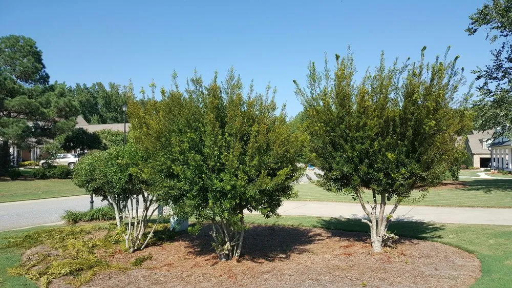 Affordable lawn mowing service near you across Athens, GA - Athens Area Landscape