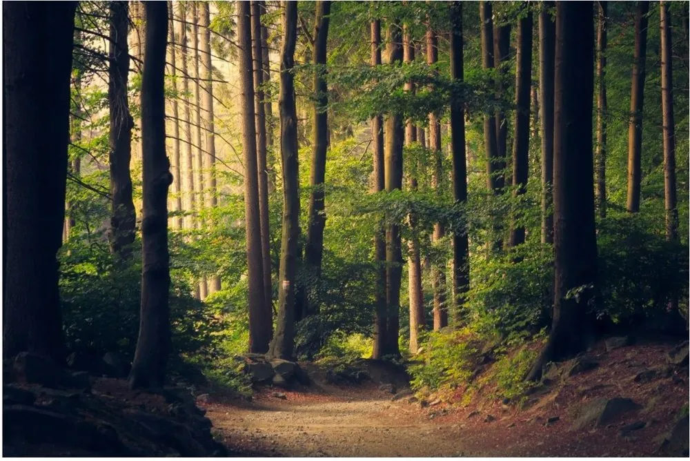 Affordable landscape design for beautiful yards across Athens, GA - Athens Tree Care