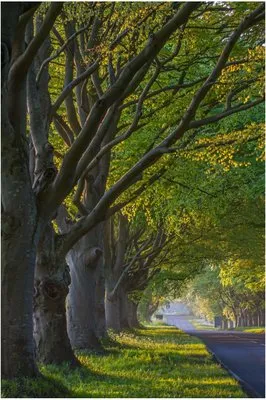 Athens Tree Care Logo