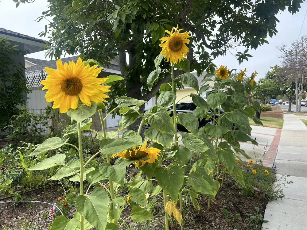 Professional lawn mowing service with custom design in Torrance, CA by Athletic Eco Gardens