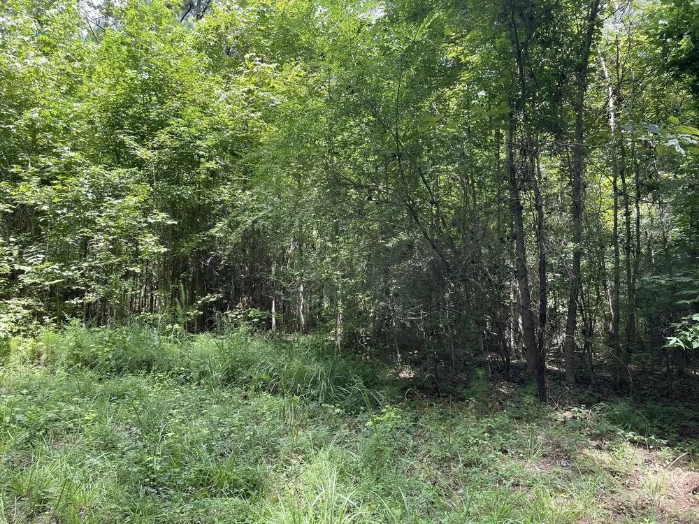 Top-rated residential landscaping in Eclectic, AL - Atkins Brush Control