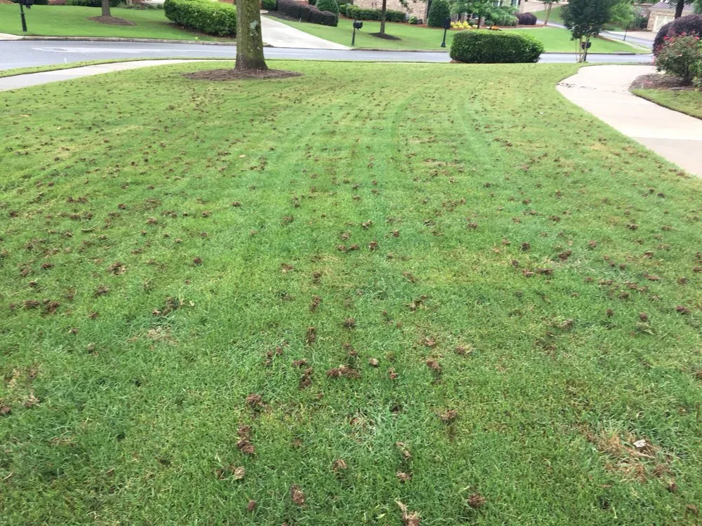Top-rated residential landscaping experts serving Cumming, GA - Atlanta Area Aeration