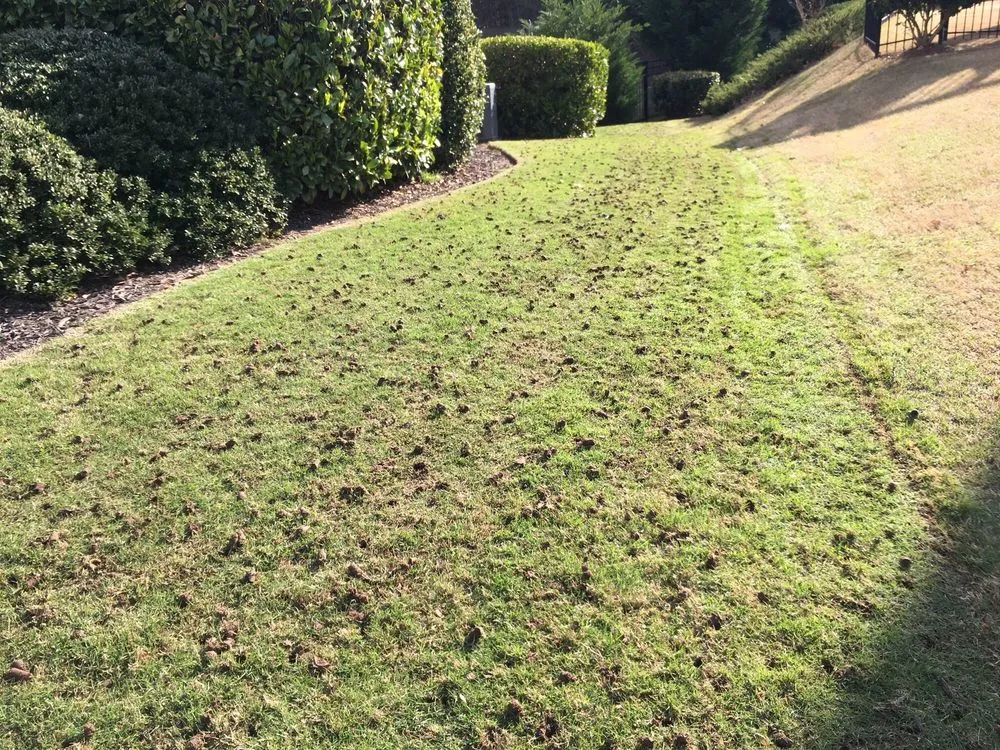 Expert residential landscaping experts serving Cumming, GA - Atlanta Area Aeration